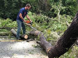 How Our Tree Care Process Works  in  Seminole, FL